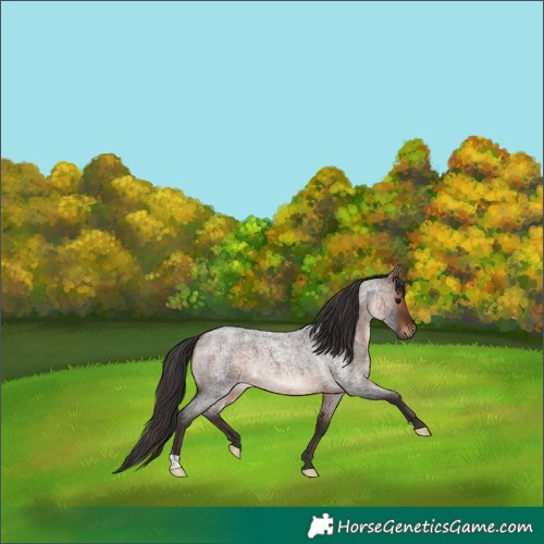 Horse Color:Brown Roan 