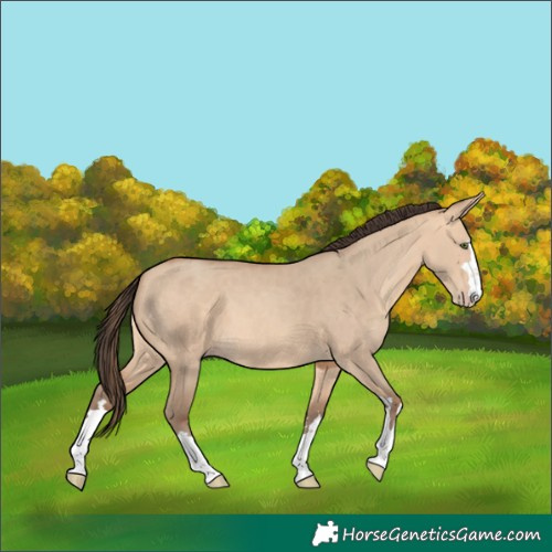 Horse Color:Amber Champagne Dun 
