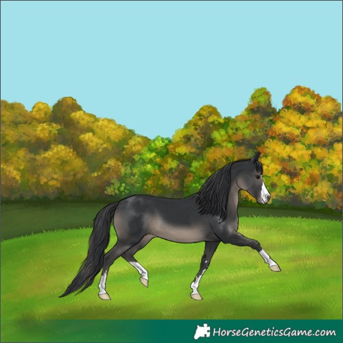Horse Color:Black 