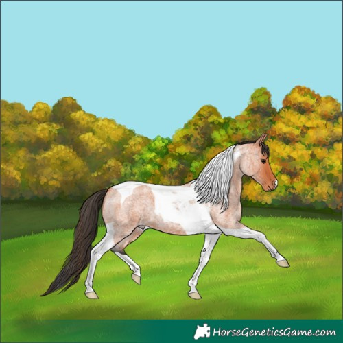 Horse Color:Bay Roan Tobiano 