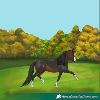 Horse Color:Bay 