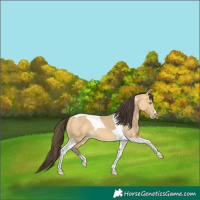 Horse Color:Sable Cream Champagne Dun Tobiano 