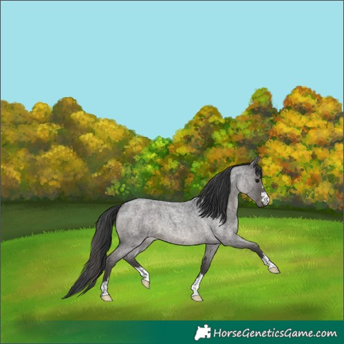 Horse Color:Blue Roan 