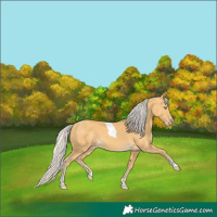 Horse Color:Silver Amber Cream Champagne Tobiano 