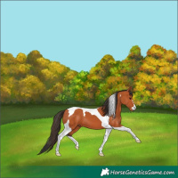 Horse Color:Bay Tobiano 