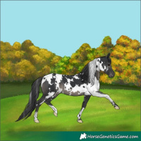 Horse Color:White Spotted Black