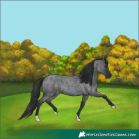 Horse Color:Blue Roan 