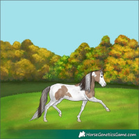 Horse Color:Classic Champagne Splash Tobiano