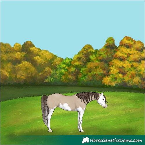 Horse Color:Classic Champagne Dun Splash 