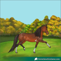 Horse Color:Bay Tobiano 
