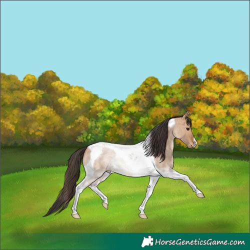 Horse Color:Bay Roan Dun Tobiano 