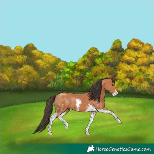 Horse Color:Bay Sabino 