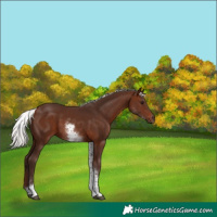 Horse Color:White Spotted Silver Brown Tobiano 