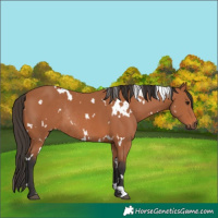 Horse Color:White Spotted Bay Rabicano