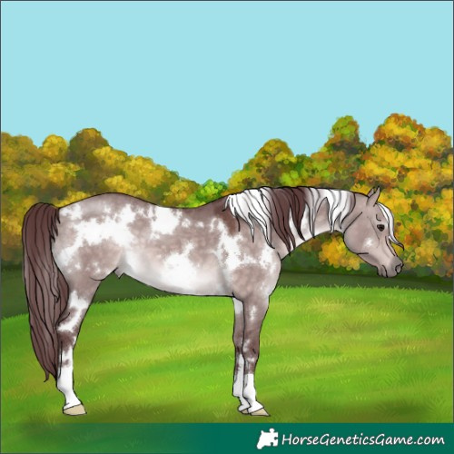 Horse Color:Platinum White Spotted Chocolate Bay Dun 