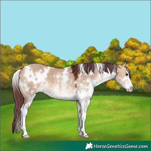Horse Color:White Spotted Chocolate Bay Dun 
