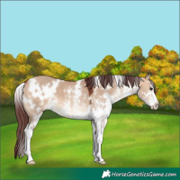 Horse Color:White Spotted Chocolate Bay Dun
