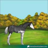Horse Color:Black Splash Rabicano