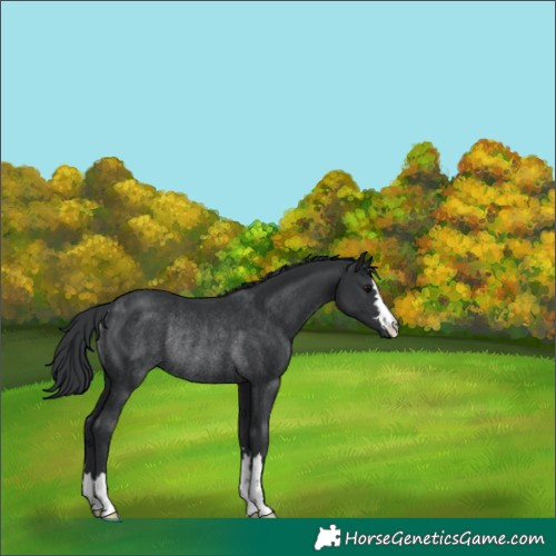 Horse Color:Black Rabicano