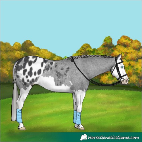 Horse Color:Black Splash Appaloosa Rabicano 