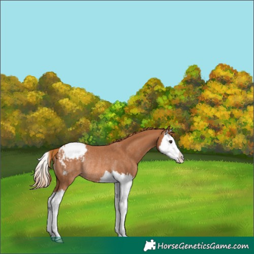 Horse Color:Chestnut Splash Appaloosa Rabicano