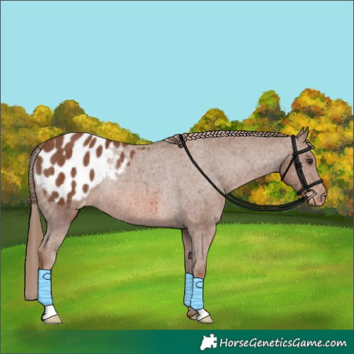 Horse Color:Chestnut Appaloosa Rabicano 