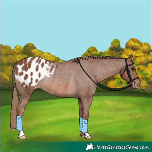 Horse Color:Chestnut Appaloosa Rabicano