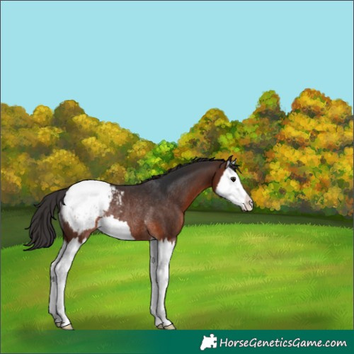 Horse Color:Brown Splash Appaloosa Rabicano