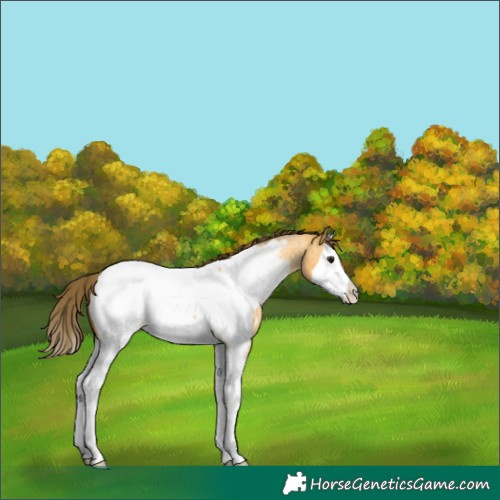 Horse Color:Buckskin Roan Splash Appaloosa