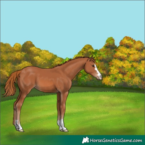 Horse Color:Chestnut 