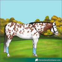 Horse Color:Bay Splash Appaloosa Rabicano