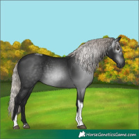 Horse Color:Gray Silver Brown Tobiano