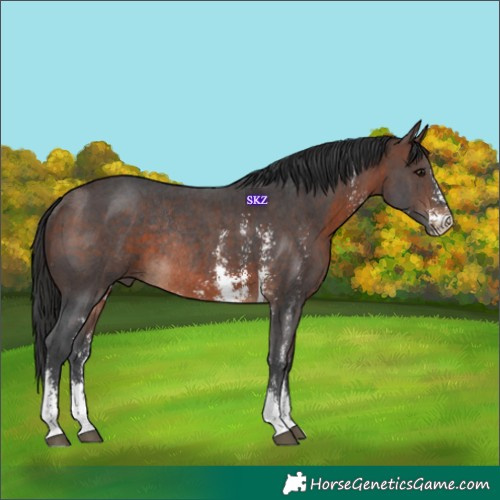 Horse Color:Brown Sabino Rabicano 