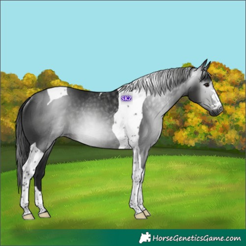Horse Color:Gray Black Tobiano Rabicano 