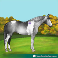 Horse Color:Gray Black Tobiano Rabicano