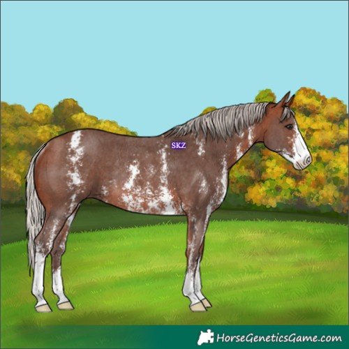 Horse Color:Silver Bay Sabino Rabicano 