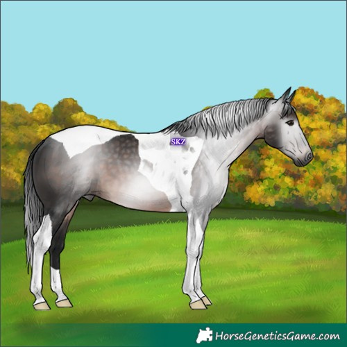 Horse Color:Gray Brown Tobiano 