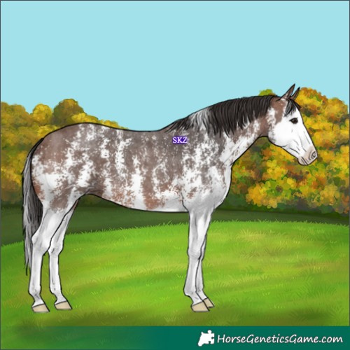 Horse Color:Brown Sabino Splash 