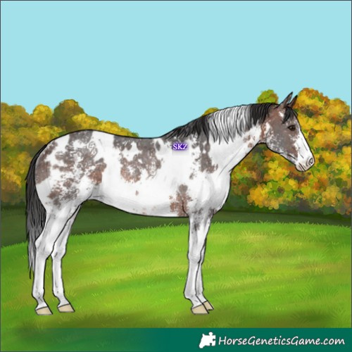 Horse Color:White Spotted Brown Sabino Rabicano 