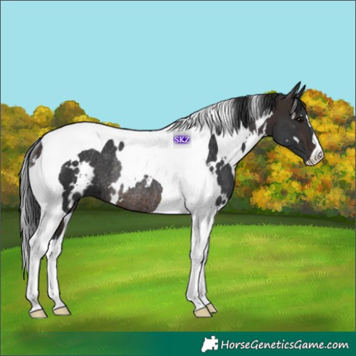 Horse Color:White Spotted Brown Tobiano Rabicano 