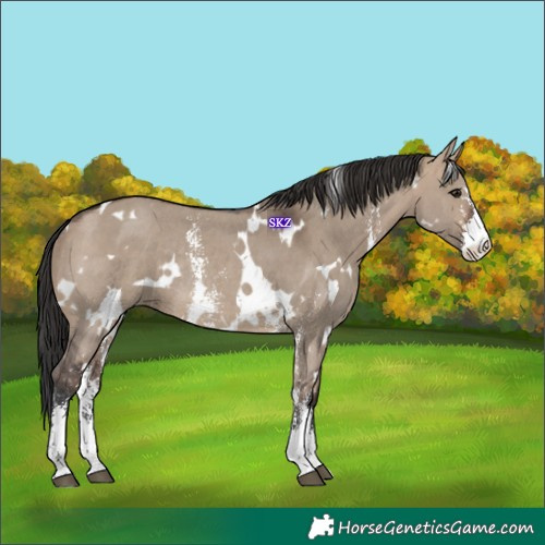 Horse Color:White Spotted Brown Dun Sabino Rabicano 