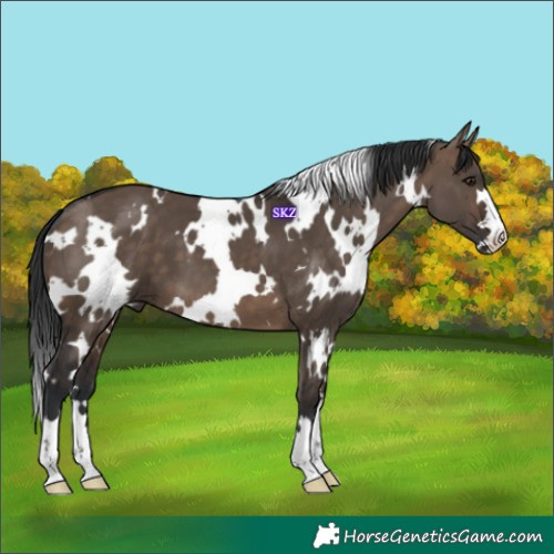 Horse Color:White Spotted Brown Dun 
