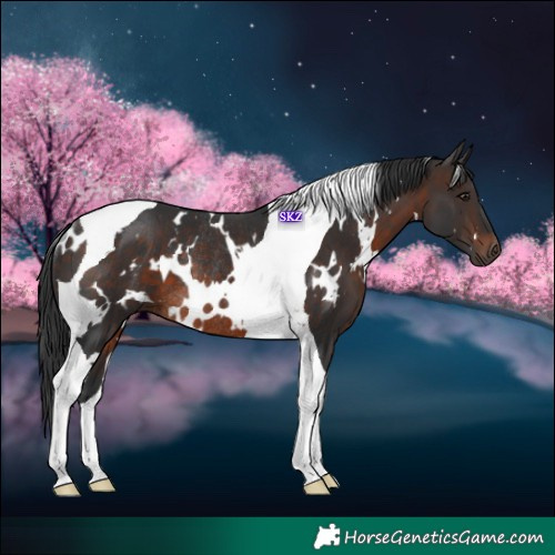 Horse Color:White Spotted Brown Tobiano Rabicano 