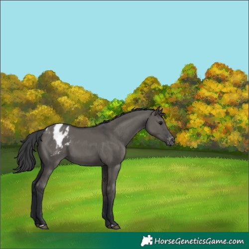 Horse Color:Grullo Appaloosa 