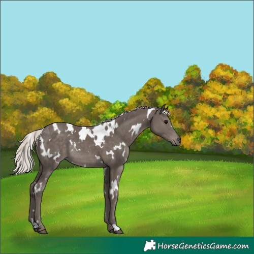 Horse Color:White Spotted Silver Black Rabicano