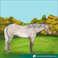 Horse Color:Silver Buckskin Roan Rabicano 
