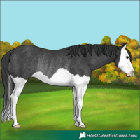 Horse Color:Black Splash Rabicano