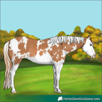 Horse Color:White Spotted Chestnut Sabino Splash