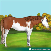 Horse Color:Chestnut Sabino Splash
