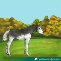 Horse Color:Plaid White Spotted Midnight Silver Brown Ice Onyx